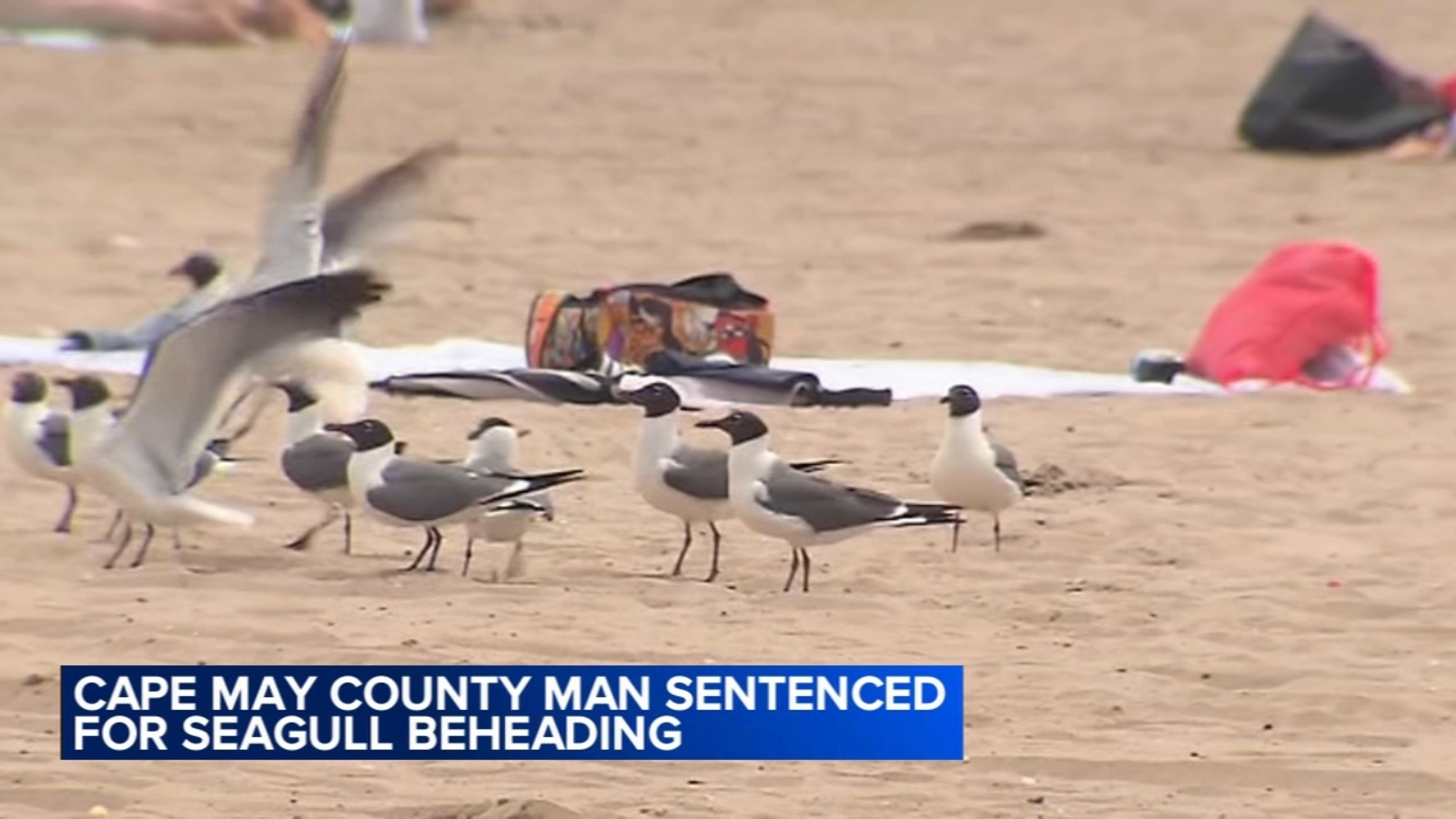 NJ man sentenced for decapitating seagull after it attempted to take fries  from daughter in North Wildwood - 6abc Philadelphia