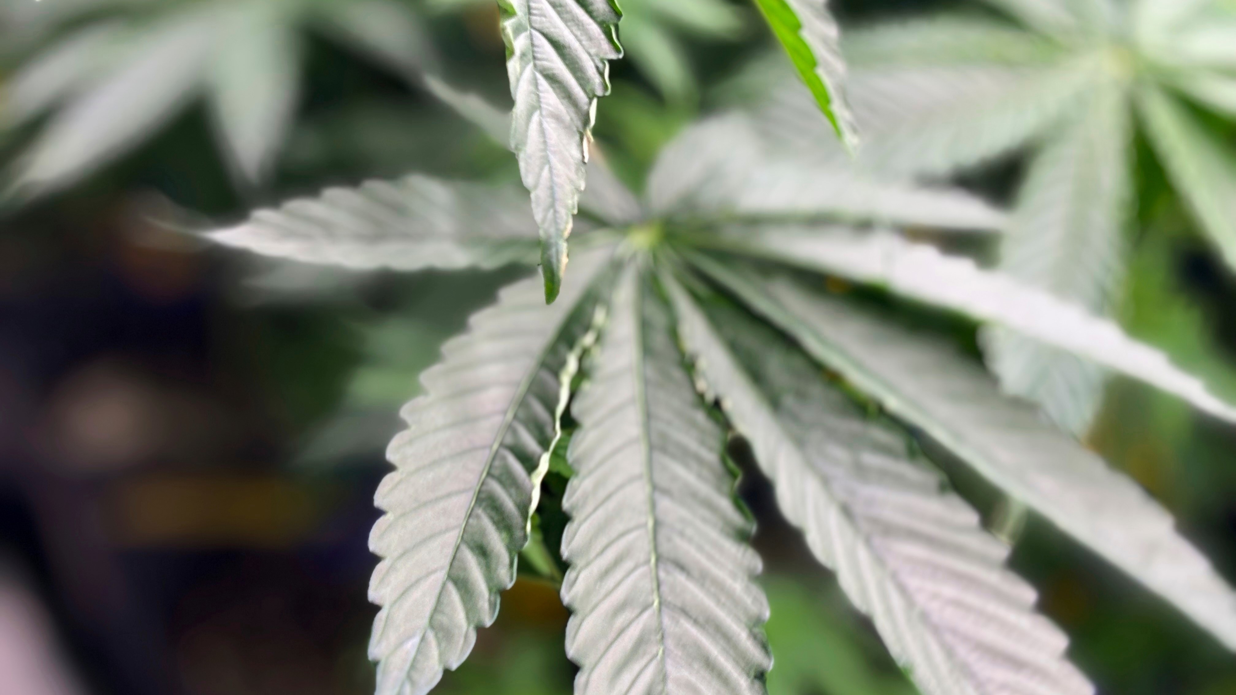 6abc.com - Scientists say marijuana doesn't ease anxiety or other mental health conditions