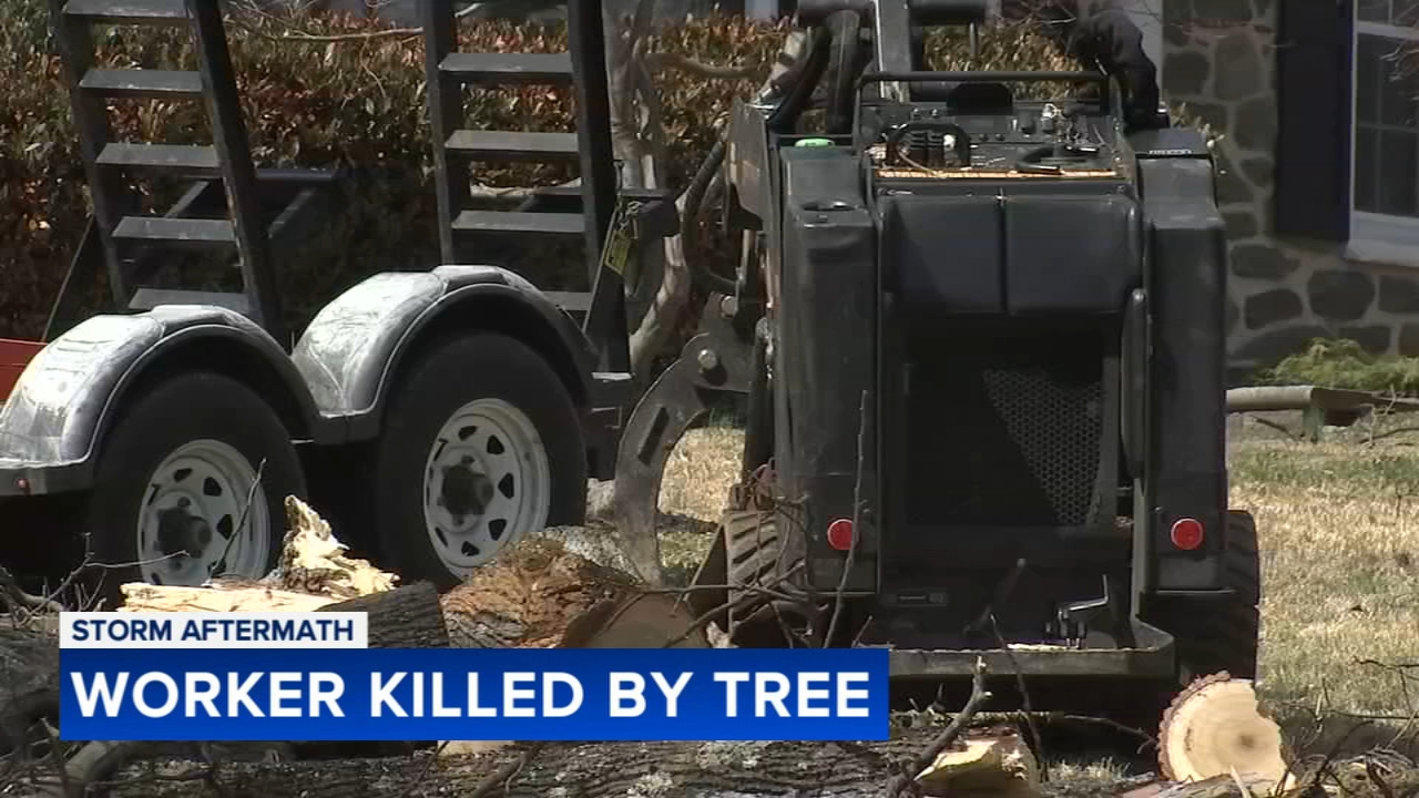 Worker killed after being hit by fallen tree in Newtown Square