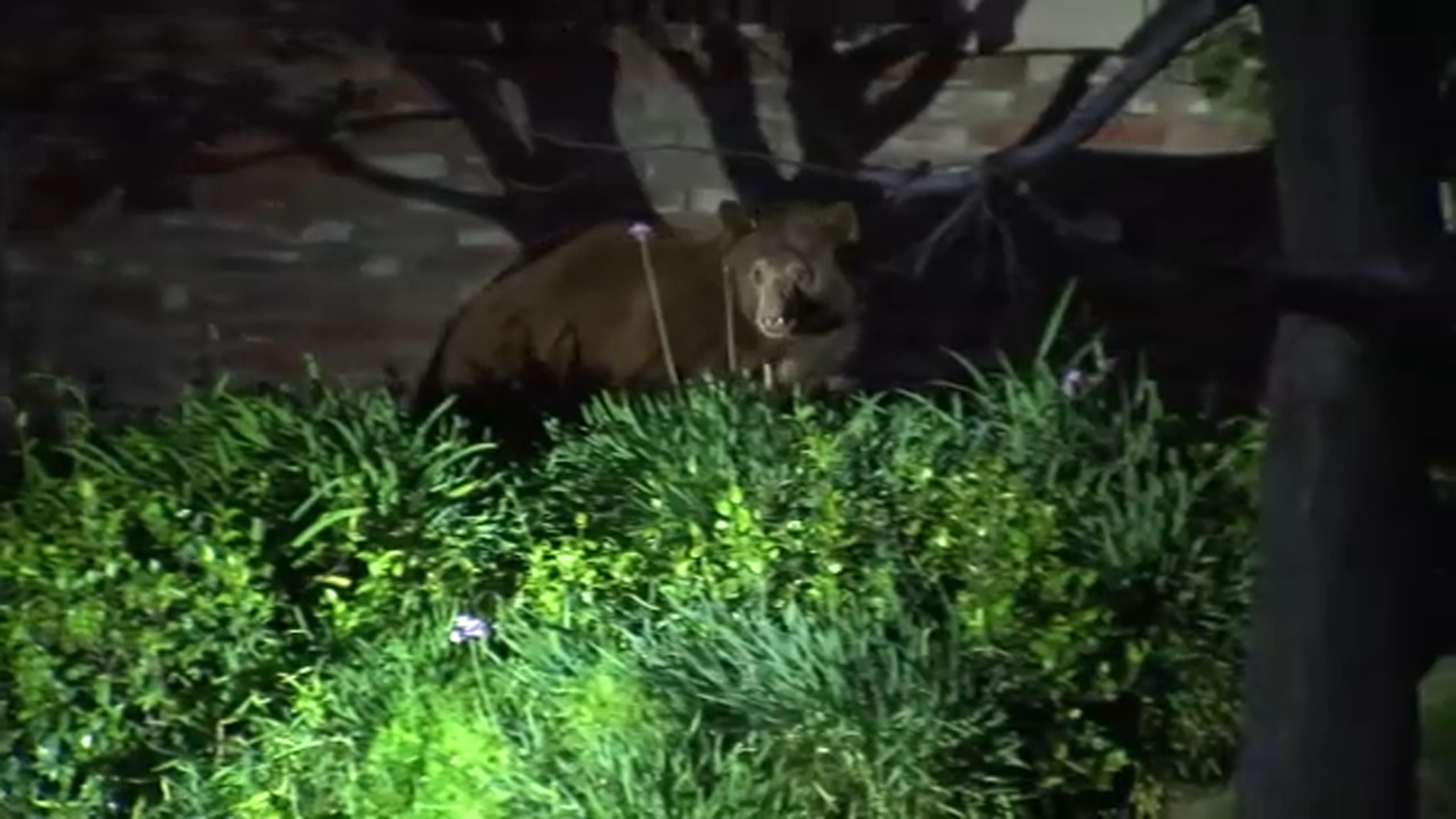 Monrovia bear euthanized after clawing at woman walking her dog