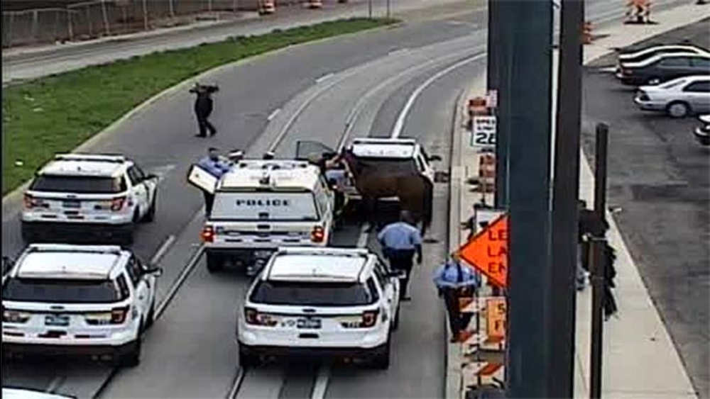 Horse Found in Port Richmond