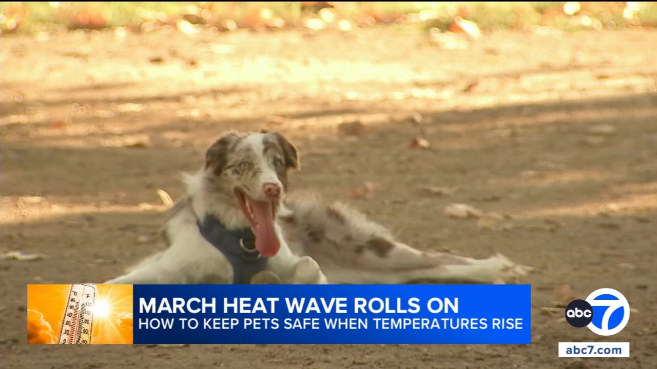 As the March heat wave rolls on, here are some tips on how to keep your pet safe