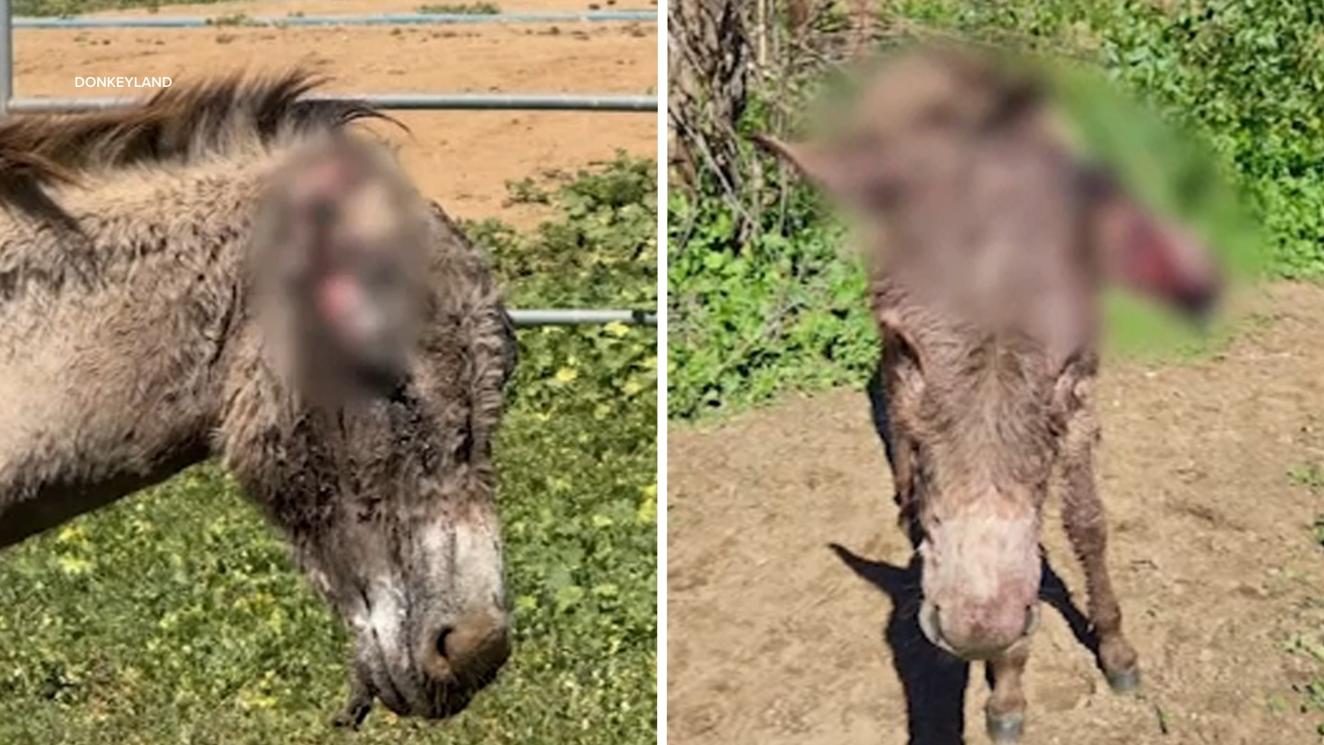 Nearly 2 dozen donkeys attacked in Reche Canyon in IE; advocates believe attacks are intentional