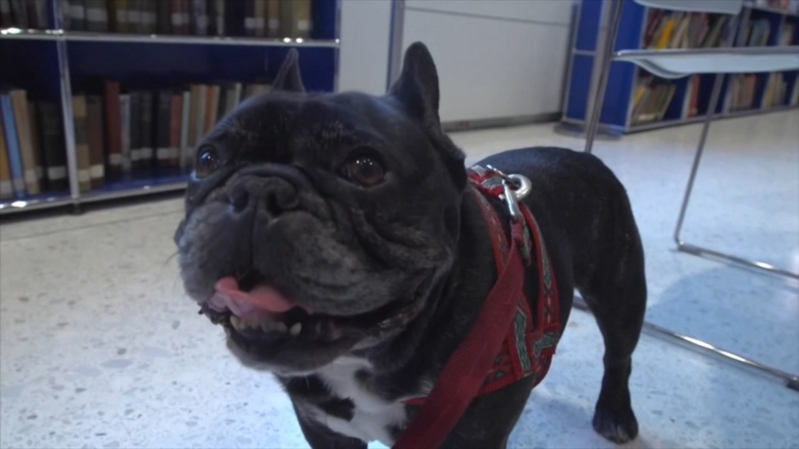 French bulldog frenzy may be cooling in US, but dachshunds are riding high