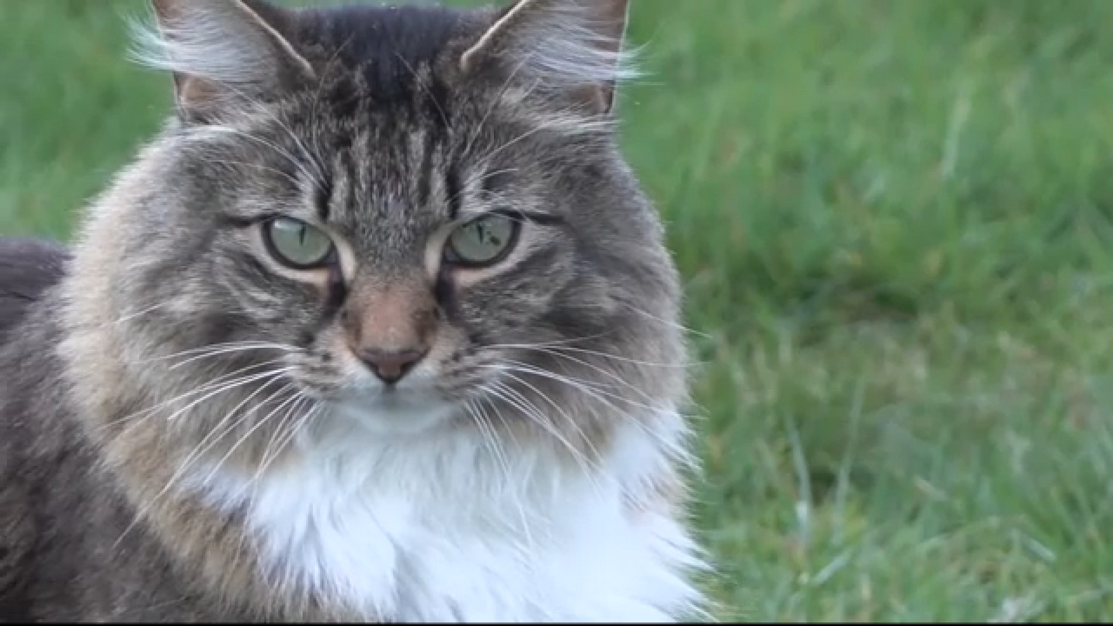 Canadian cat becomes local legend for crossing border without 'paws-port'