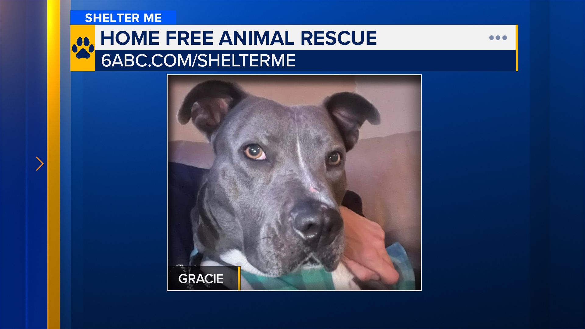 Shelter Me: Gracie from Home Free Animal Rescue