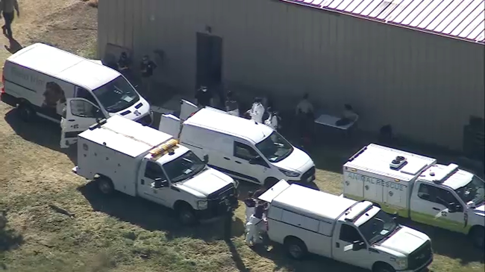 700 cats, dogs being rescued after search warrant served at Lake Hughes property