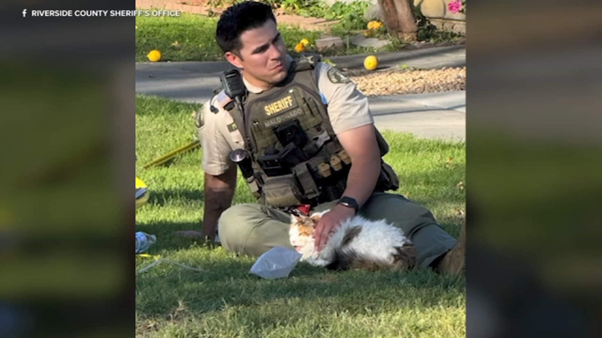 Cats survive Jurupa Valley apartment fire after firefighters and deputy perform CPR