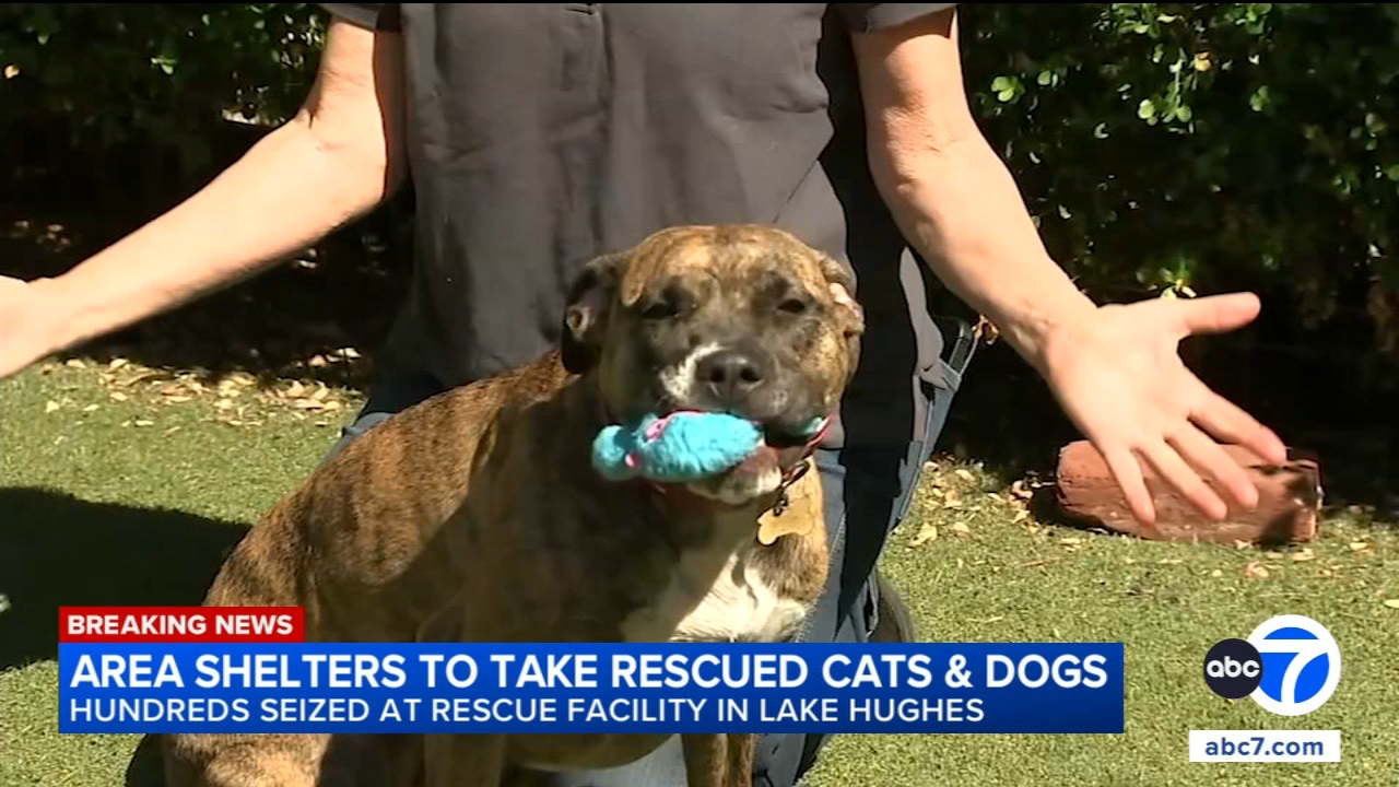 300 dogs, cats being rescued after search warrant served at Lake Hughes property
