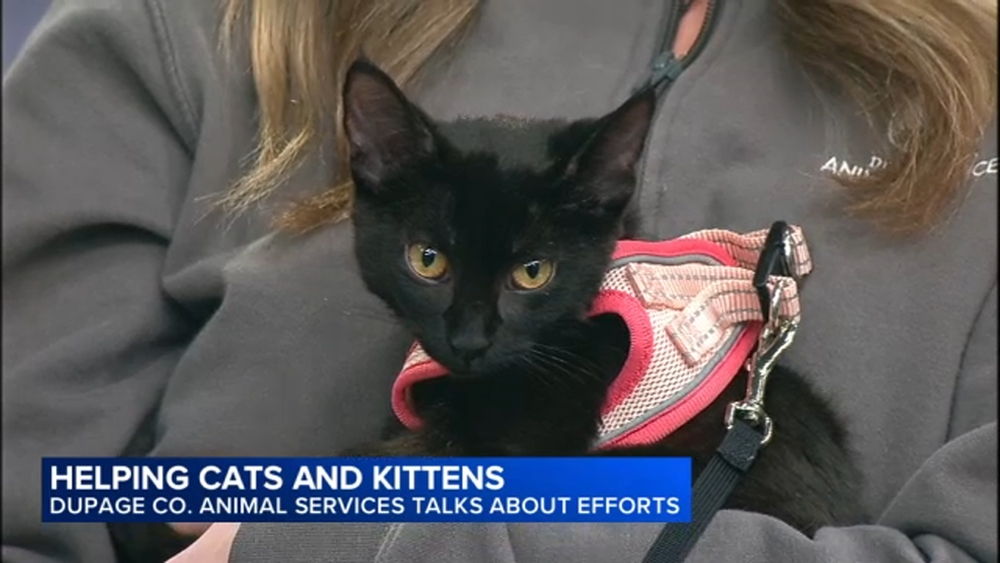 DuPage County Animal Services helping cats, kittens