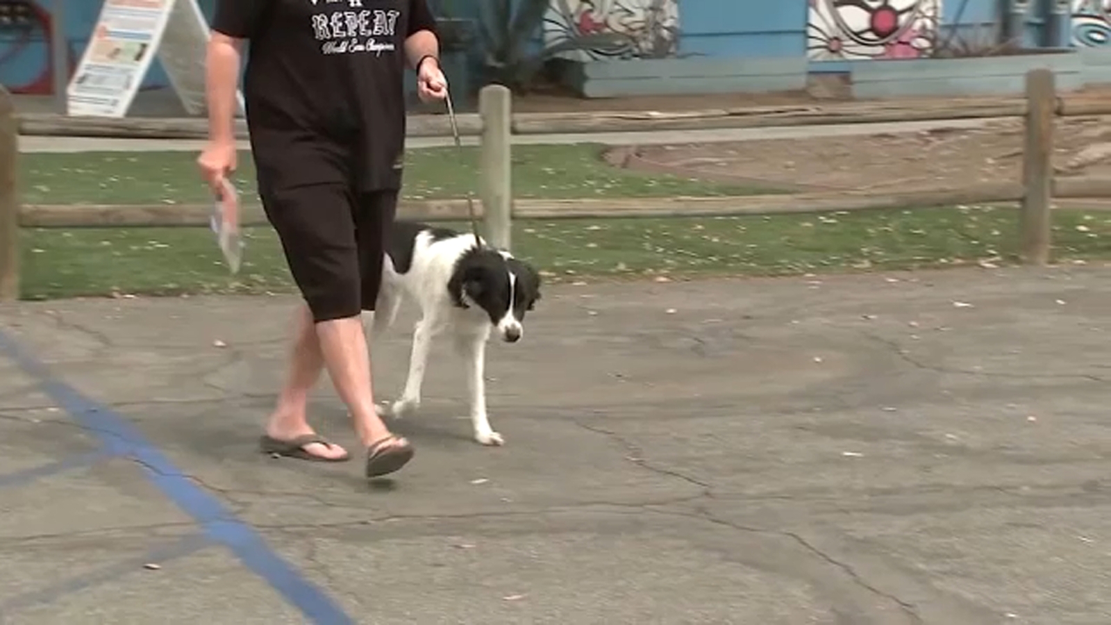 Los Angeles County shelters open Sunday to make room for over 300 pets seized from Lake Hughes property Los Angeles County shelters open Sunday to make room for over 300 pets seized from Lake Hughes property