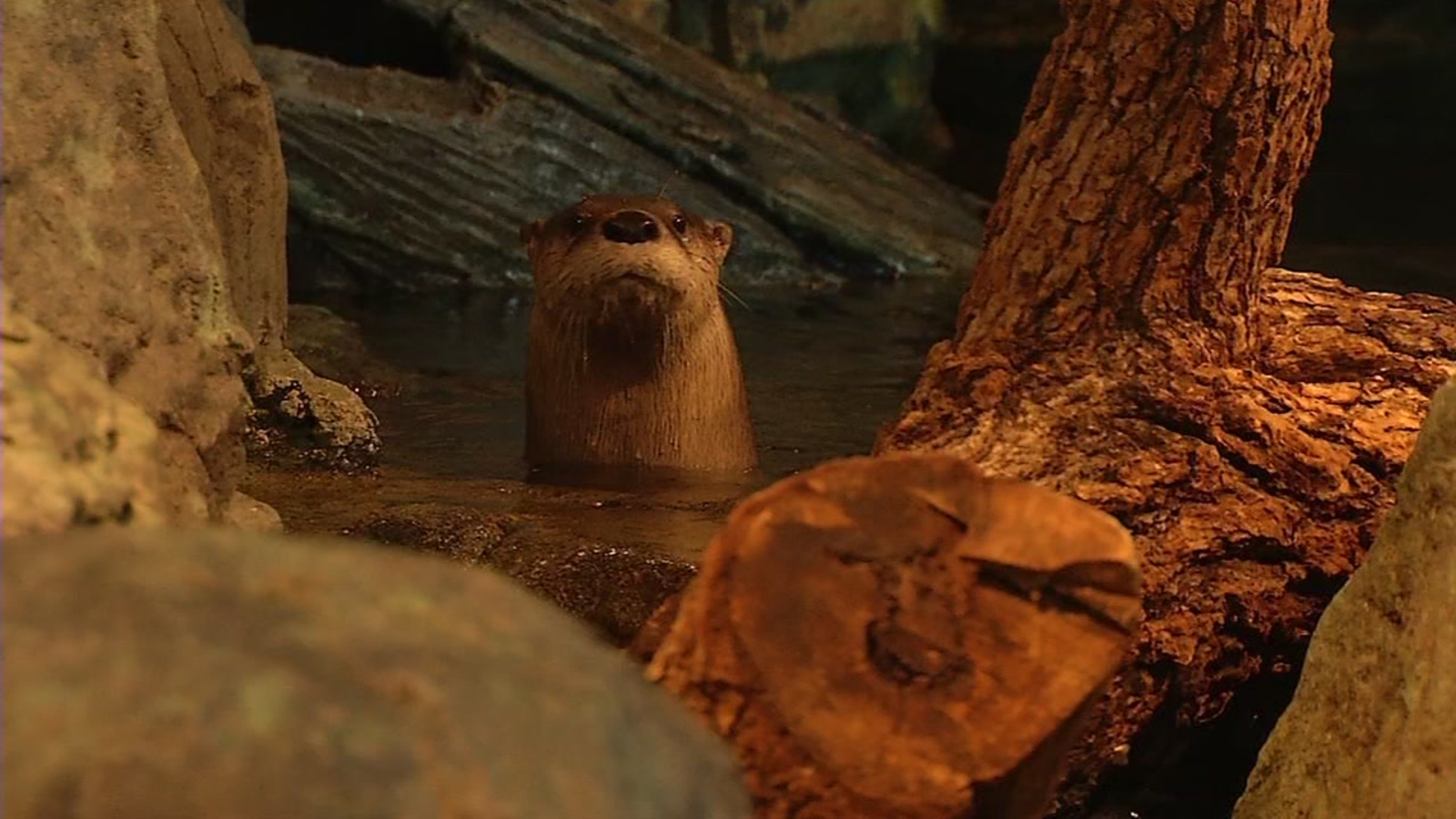 River otters delight guest during Aquarium of the Bay Easter egg hunt