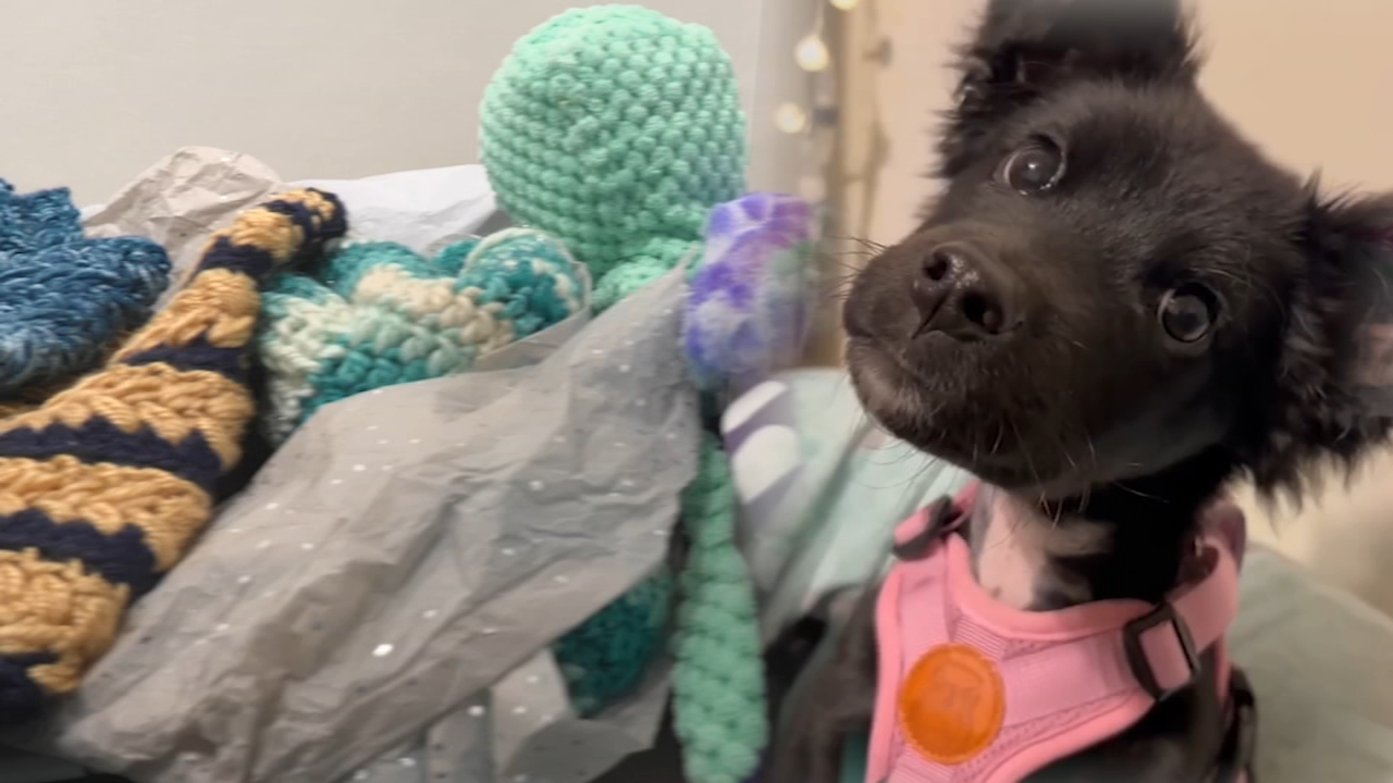 6 lb. puppy nearly frozen to death saved by kindness of strangers