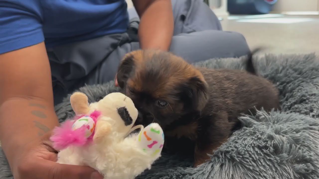 Nat'l Puppy Day celebration: 23 pups up for adoption on March 27