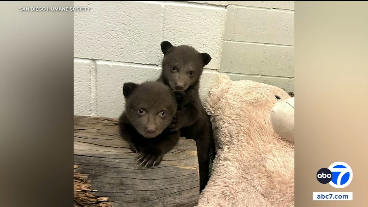Wildlife Center Staff Dress as Bears to Care for Orphaned Cubs