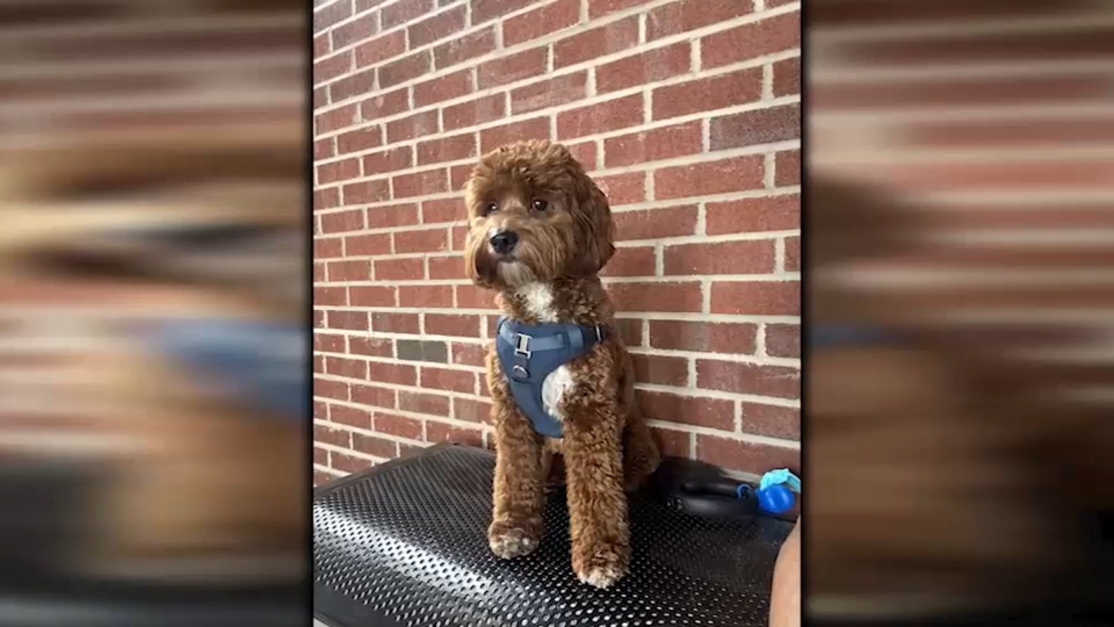 Daughter of man who died unexpectedly on vacation reunited with missing dog