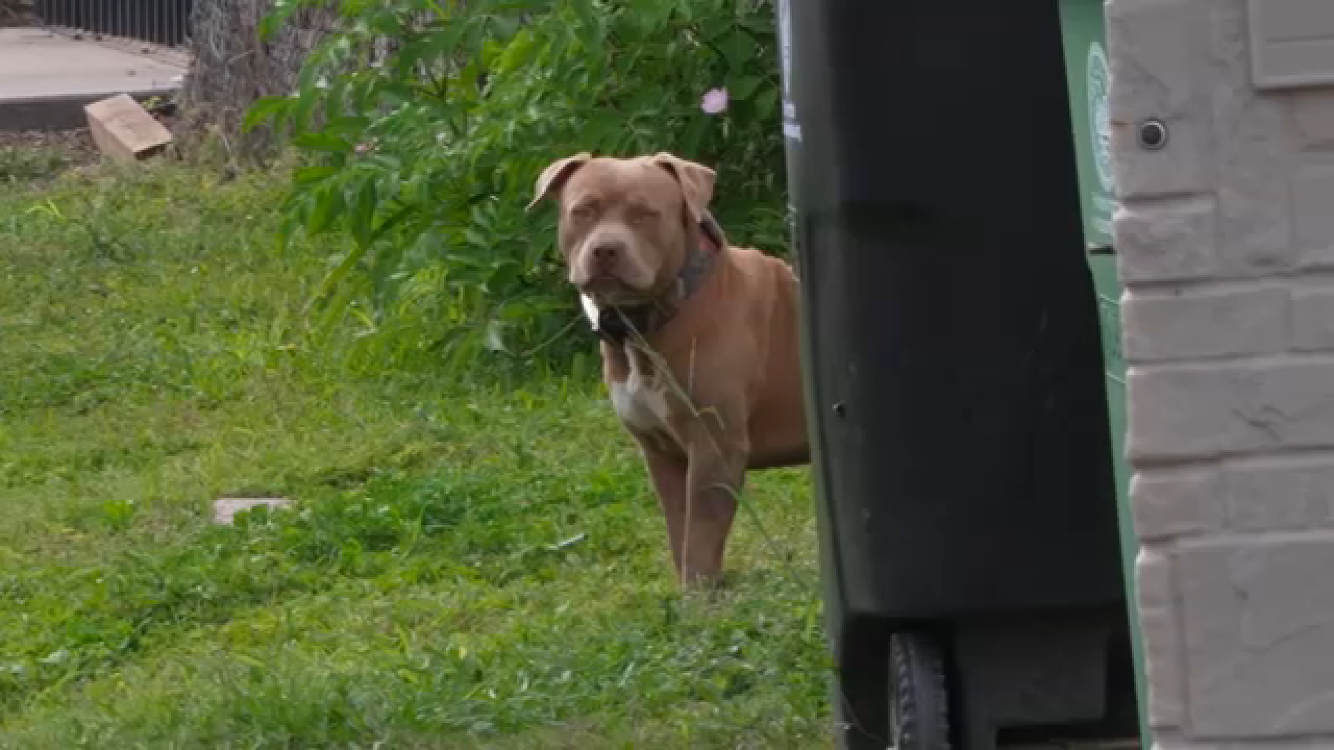 Activist says neighborhood is overrun by loose dogs near Tuffly Park in Fifth Ward