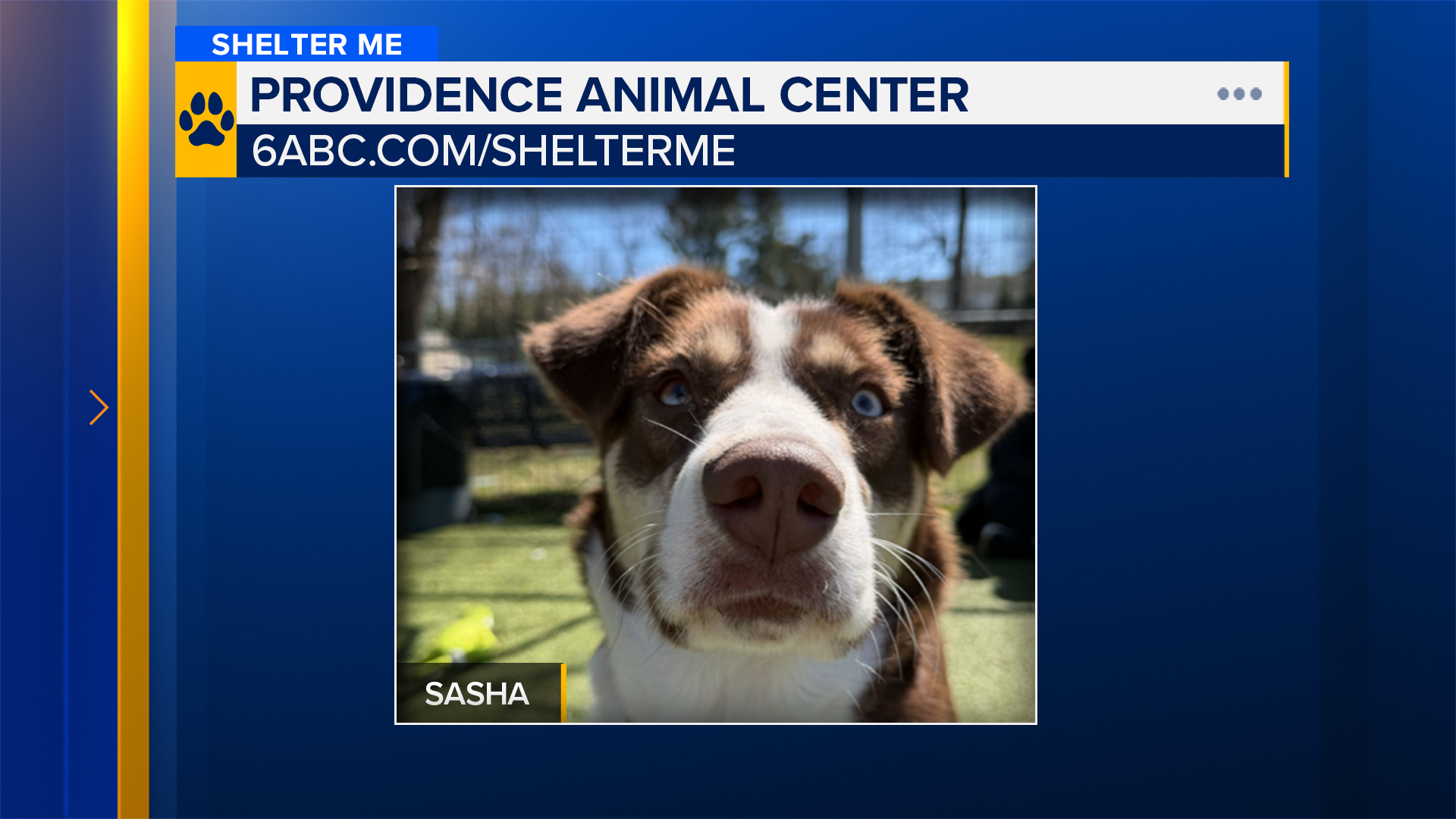 Shelter Me: Sasha from Providence Animal Shelter