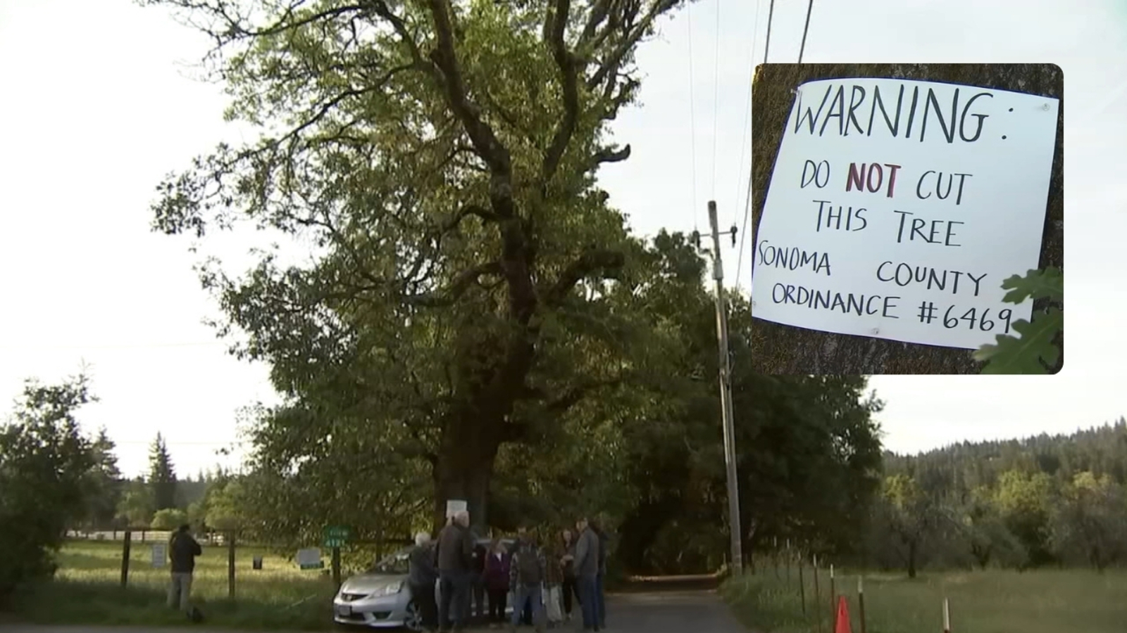 North Bay neighbors rally to protect 250-year-old oak tree from being cut down by PG&E
