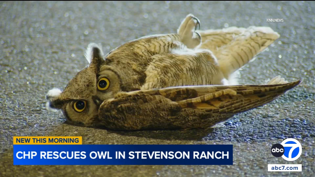 CHP officers rescue injured owl in Stevenson Ranch