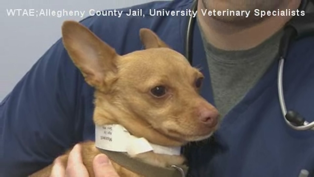 Drunk Chihuahua found in DUI suspect's car