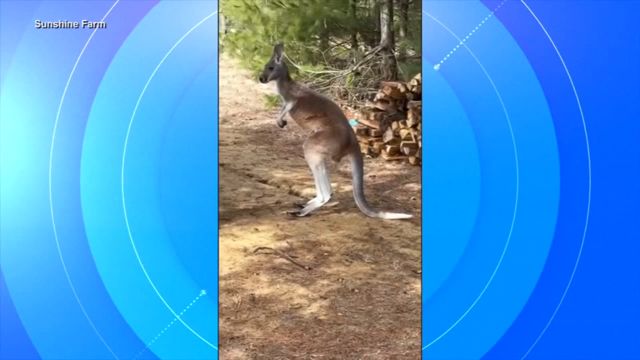 Chesney the kangaroo found after days missing from Sunshine Farm
