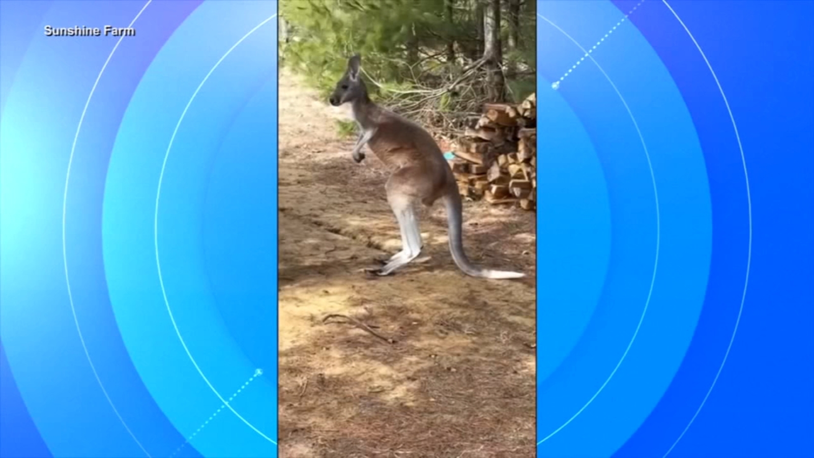 Missing kangaroo found after scaling tall fence at Wisconsin farm