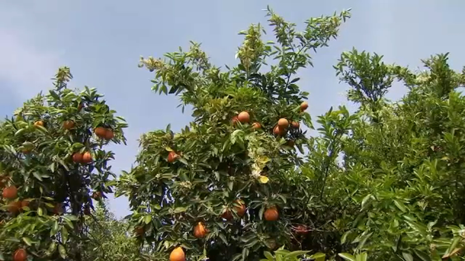 Crops growing on Fresno State Farm ahead of schedule amid warmer temperatures