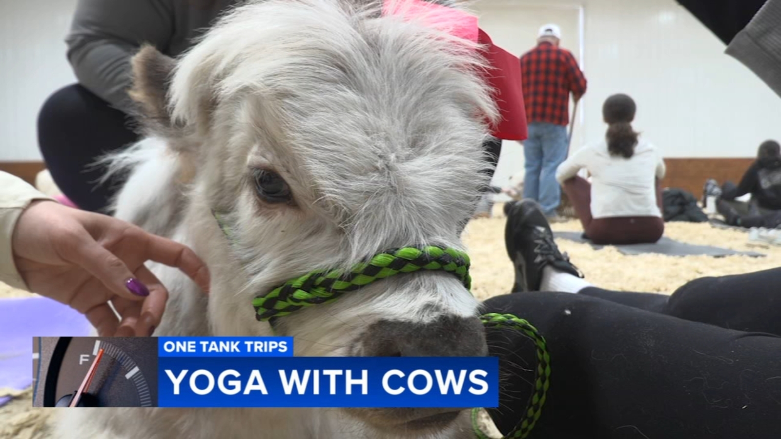 One Tank Trips: Mini cow yoga offers a relaxing escape in New Jersey