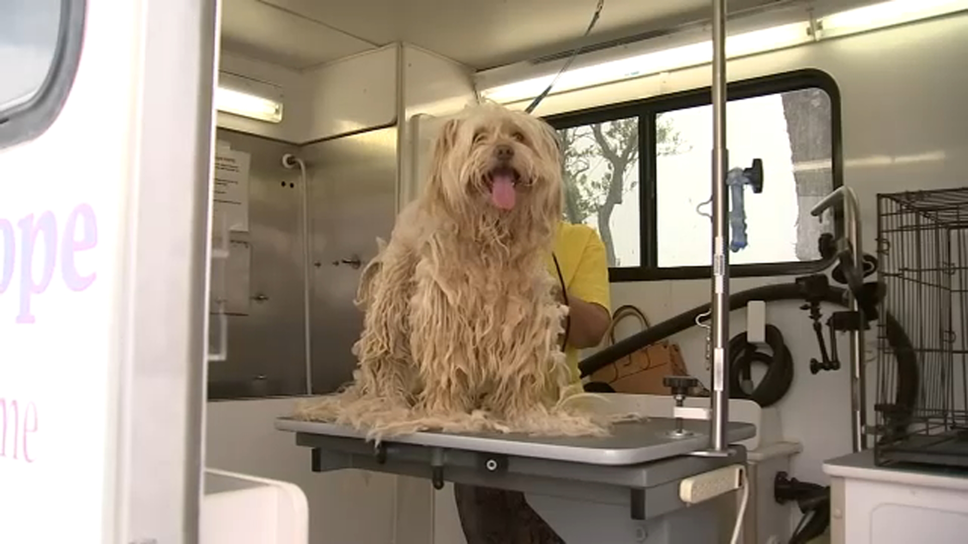 Dogs rescued in massive Lake Hughes operation receive emergency grooming care