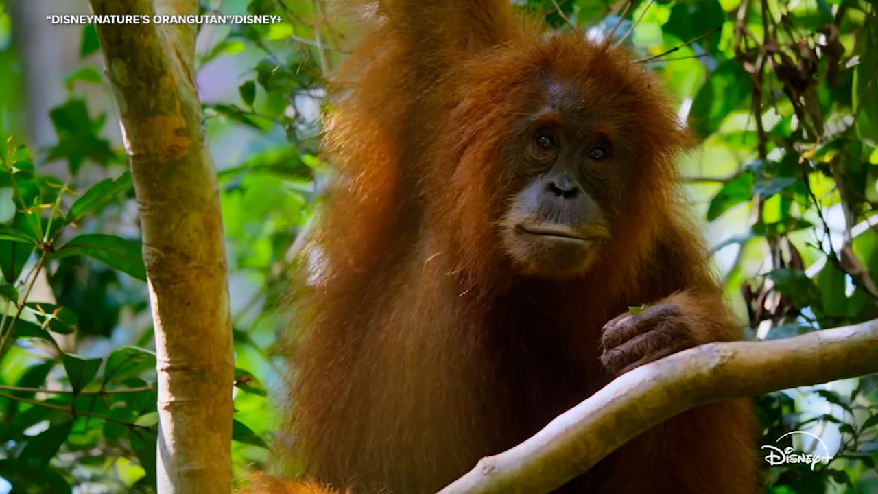 First Look: Josh Gad narrates the new Disneynature film 'Orangutan'
