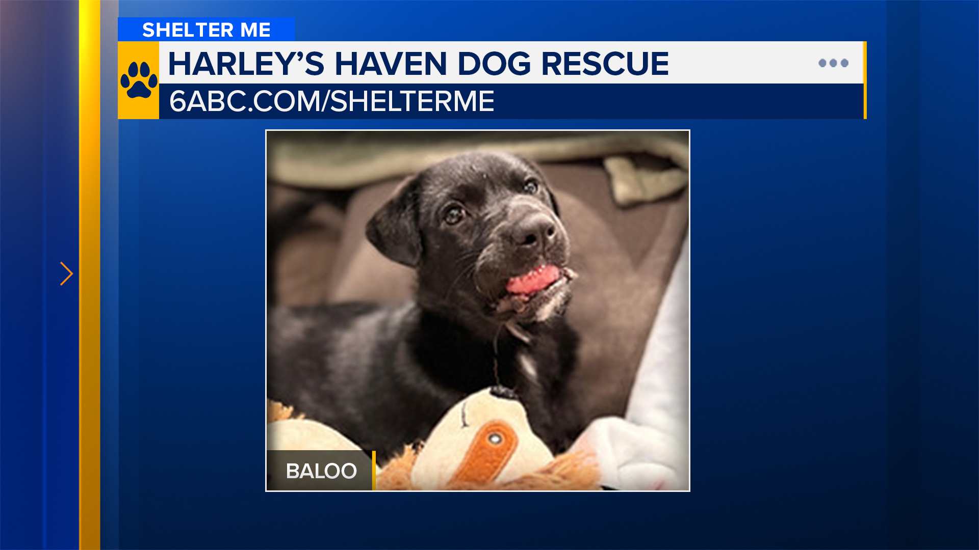 Shelter Me: Meet Baloo from Harley's Haven Dog Rescue