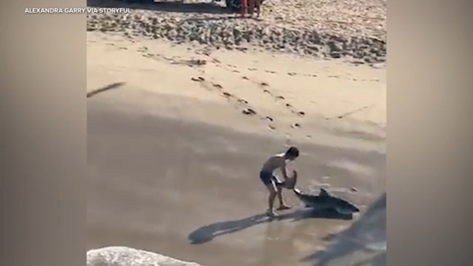 Man frees shark caught on line in Hermosa Beach, video shows