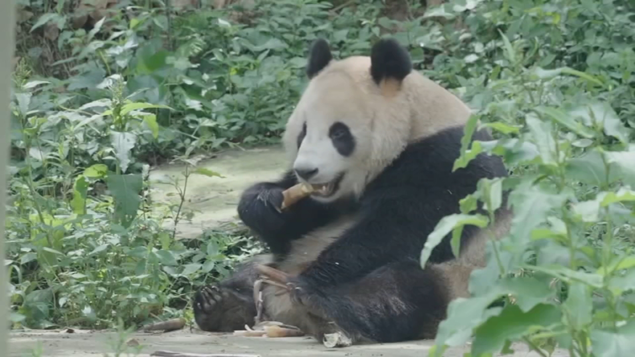 Panda - ABC7 San Francisco