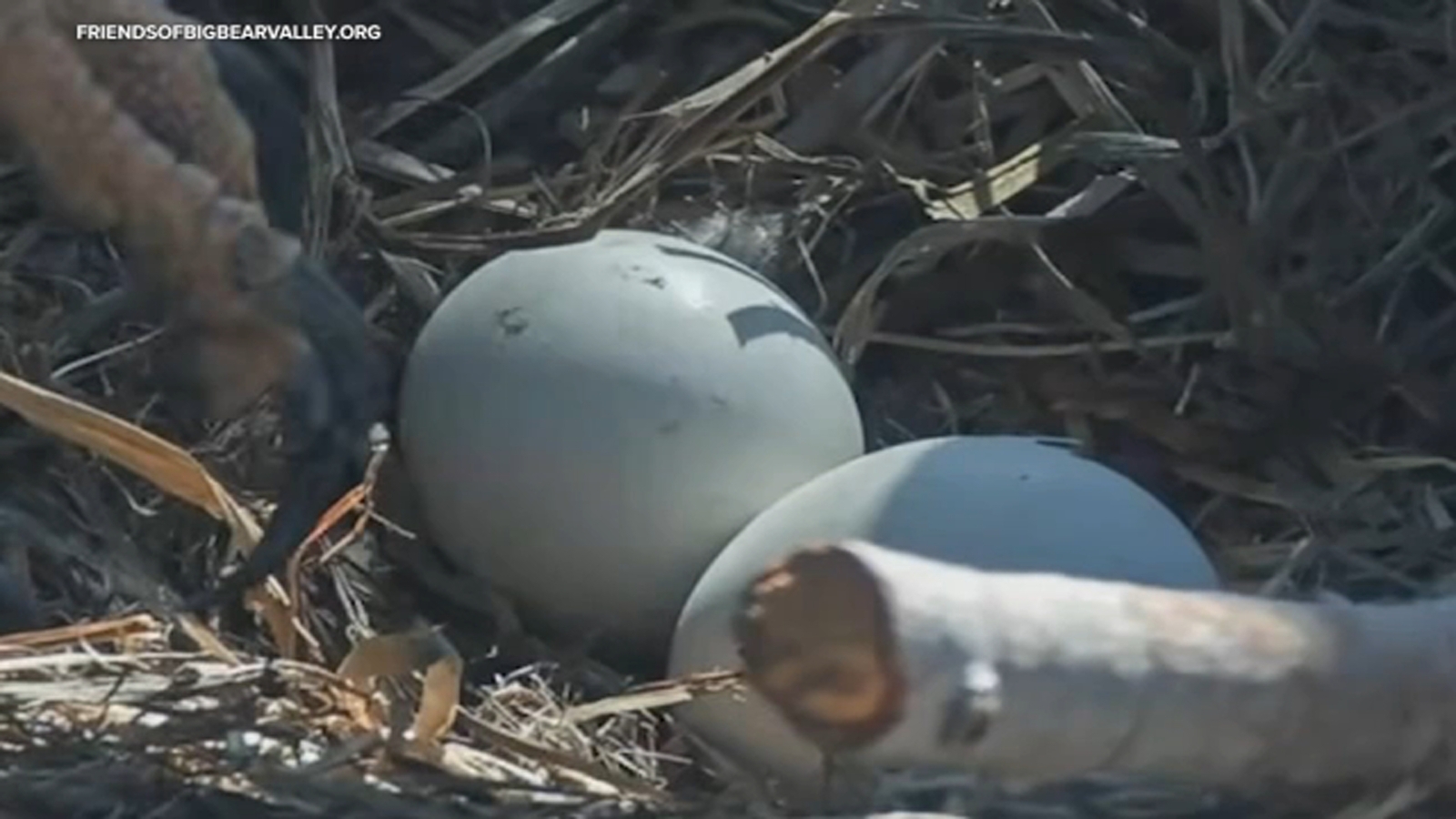 Bald eagle egg starts hatching as Big Bear's Jackie and Shadow watch over nest