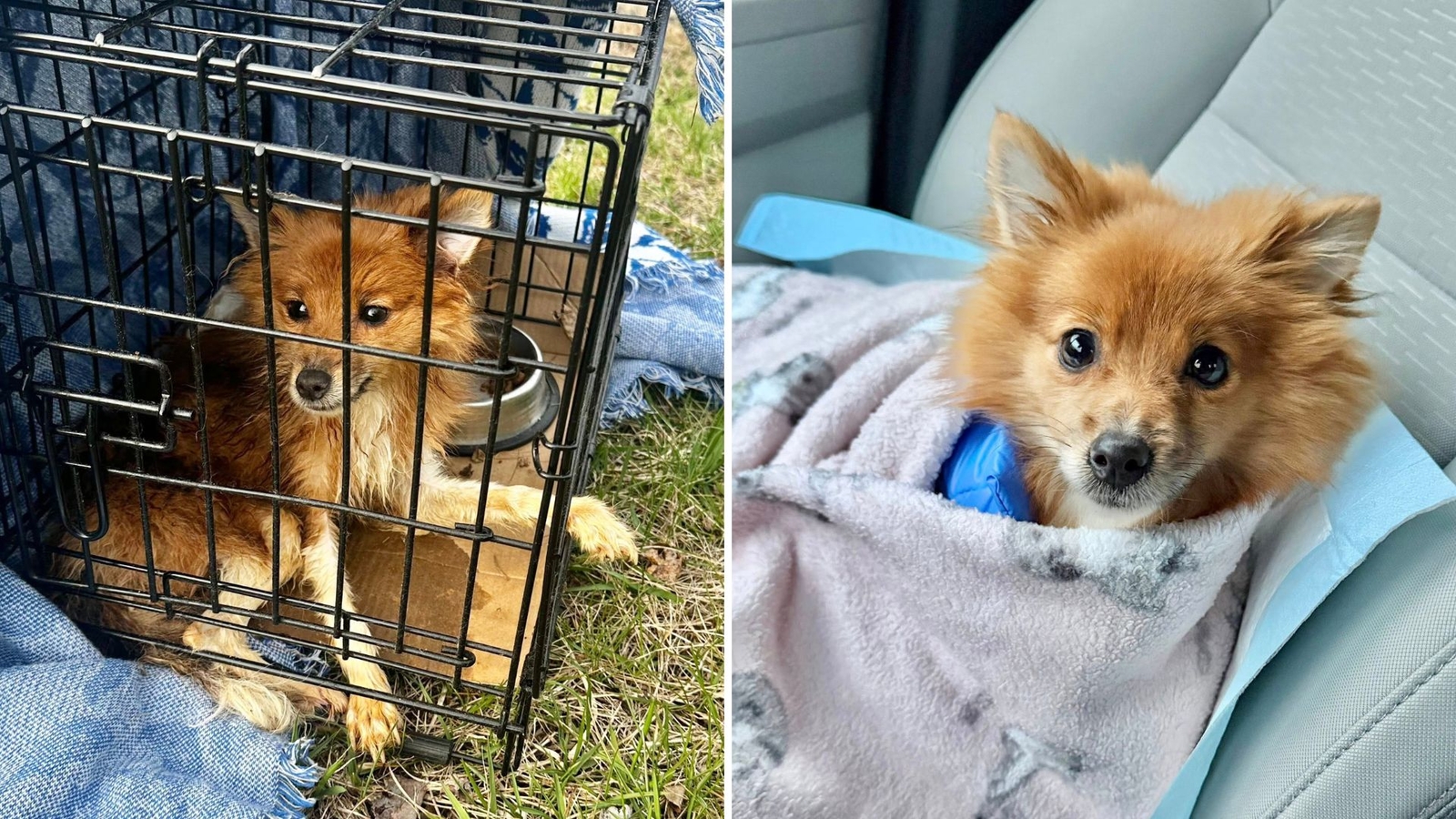 Neglected dog 'left to die' on side of road in New Jersey, rescuers say