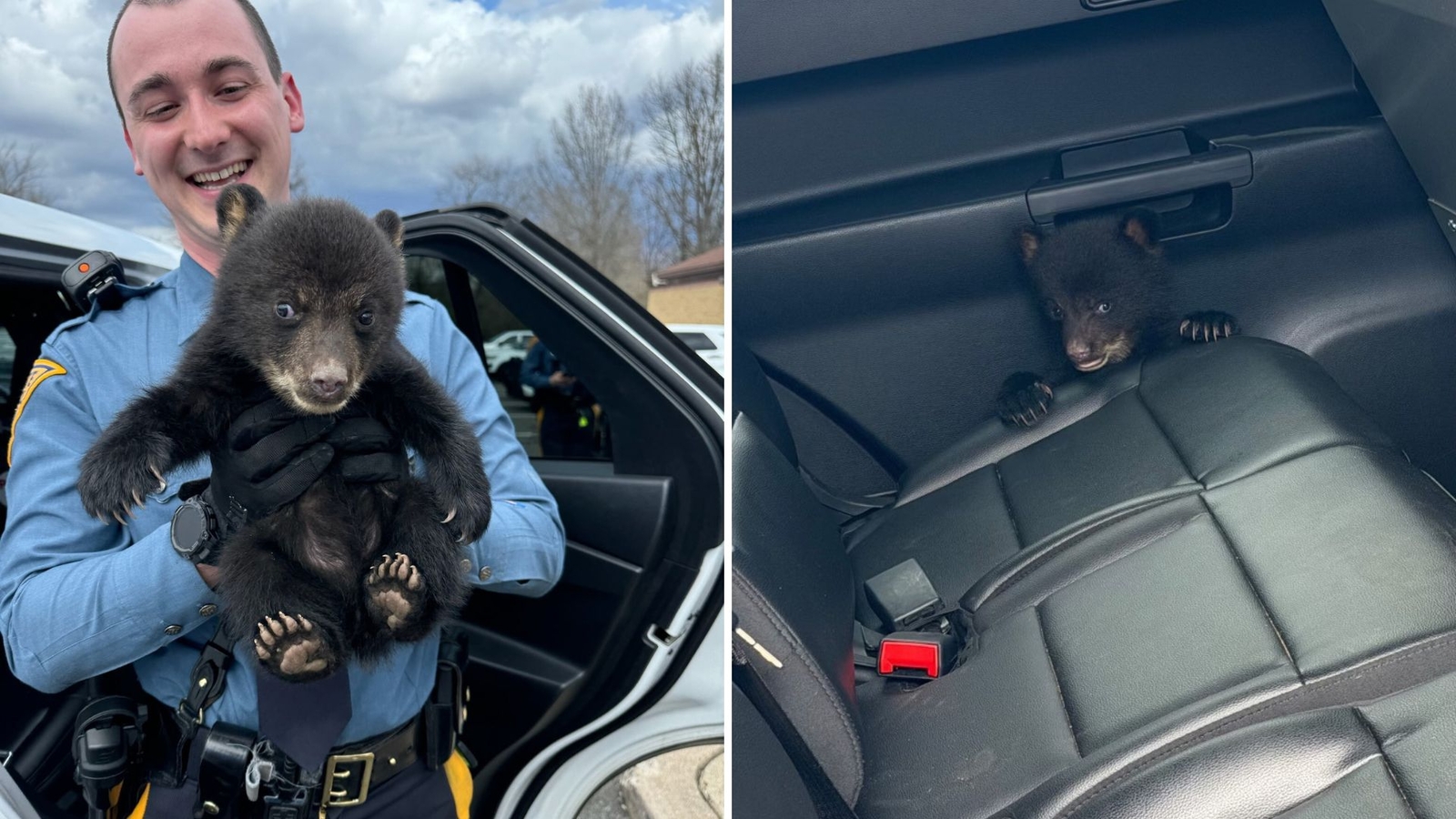 New Jersey state troopers rescue bear cub from highway ditch in Union Township
