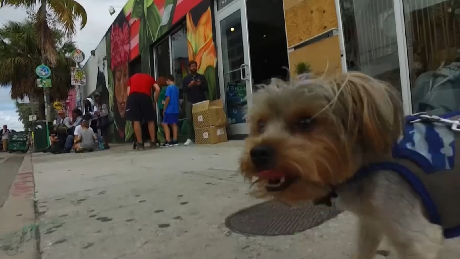 Proposed bill would give New York pet owners tax credits for money spent on animals