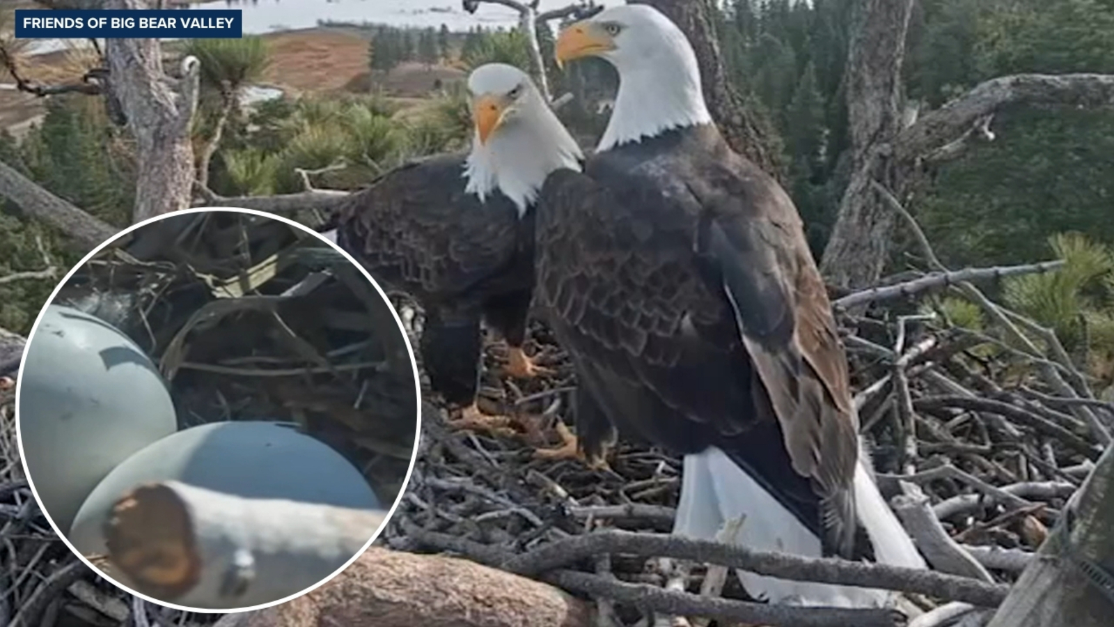 Big Bear bald eagles Jackie and Shadow see first pip of 2026 hatching season