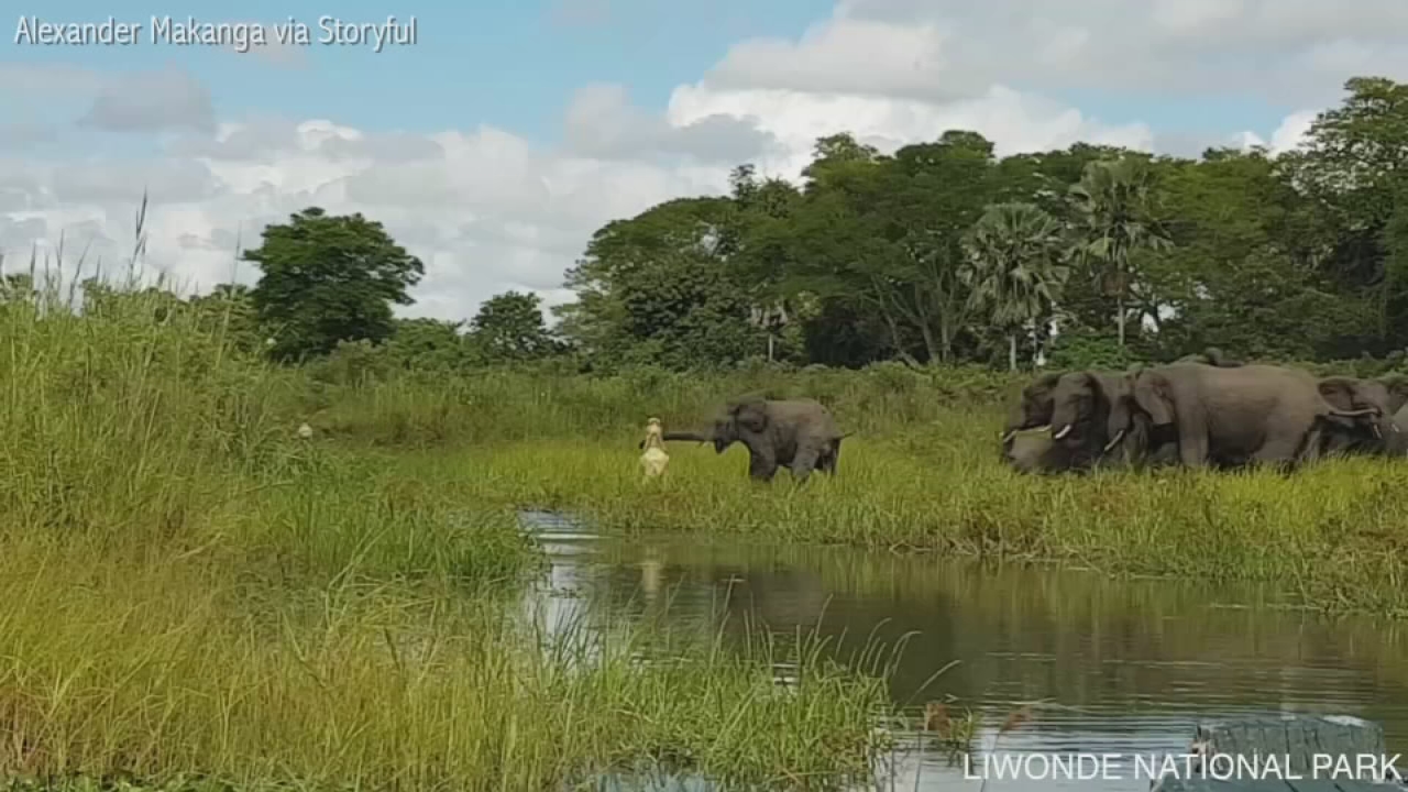 Elephant escapes from jaws of crocodile