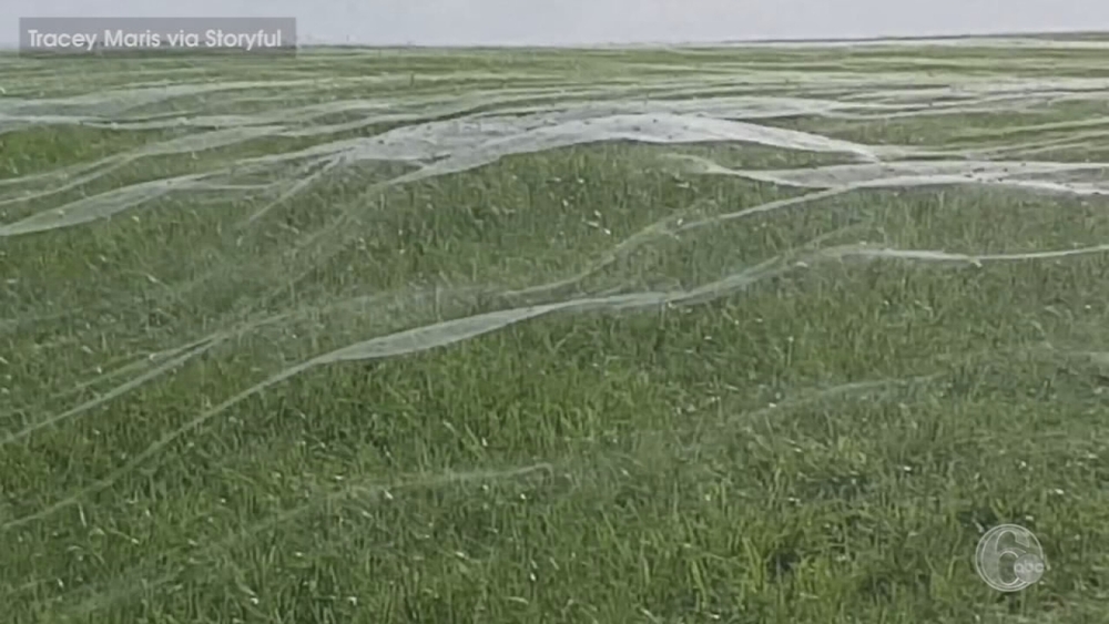 VIDEO: Spiders create massive web in New Zealand field