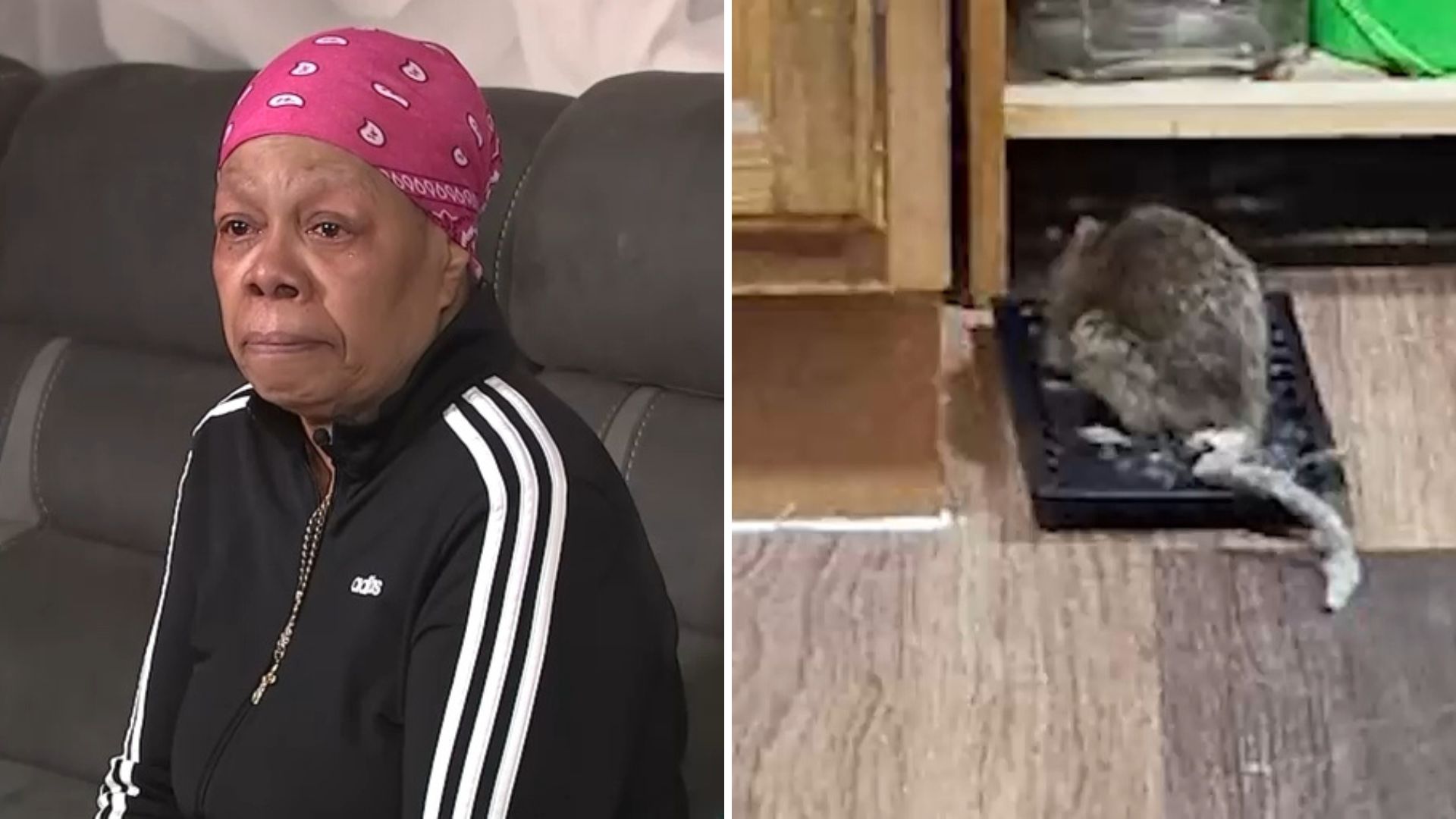 Bronx woman worried about health after apartment overrun with rats