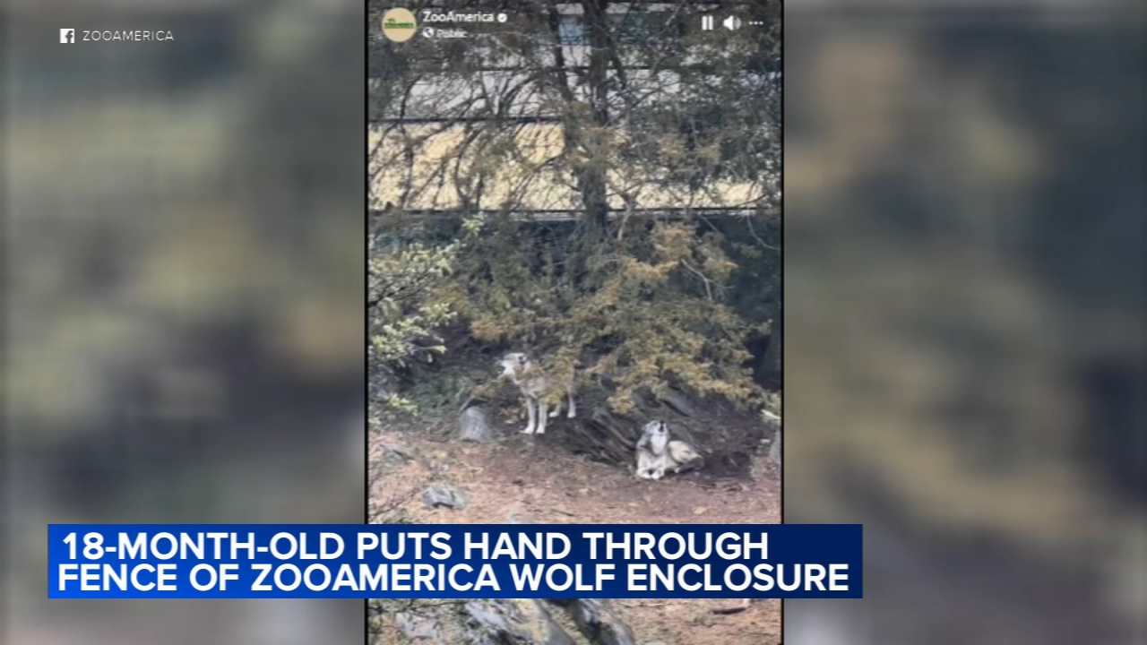 Toddler injured after reaching through barrier of wolf enclosure at ZooAmerica in Hershey