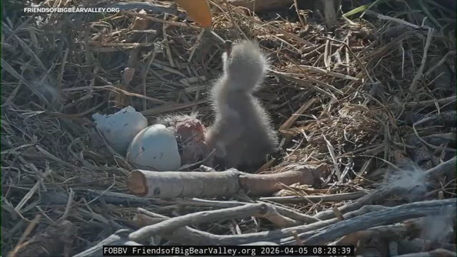 Big Bear bald eagles Jackie and Shadow welcome pair of eaglets