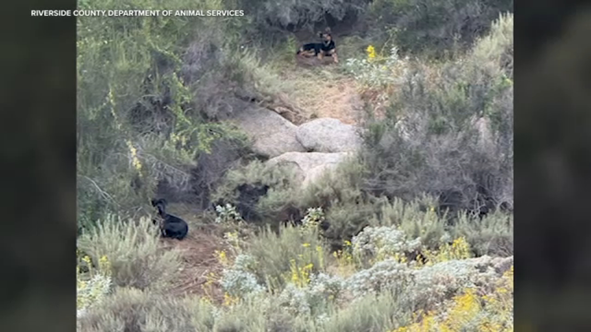 Dogs that killed wild burro in Reche Canyon sought