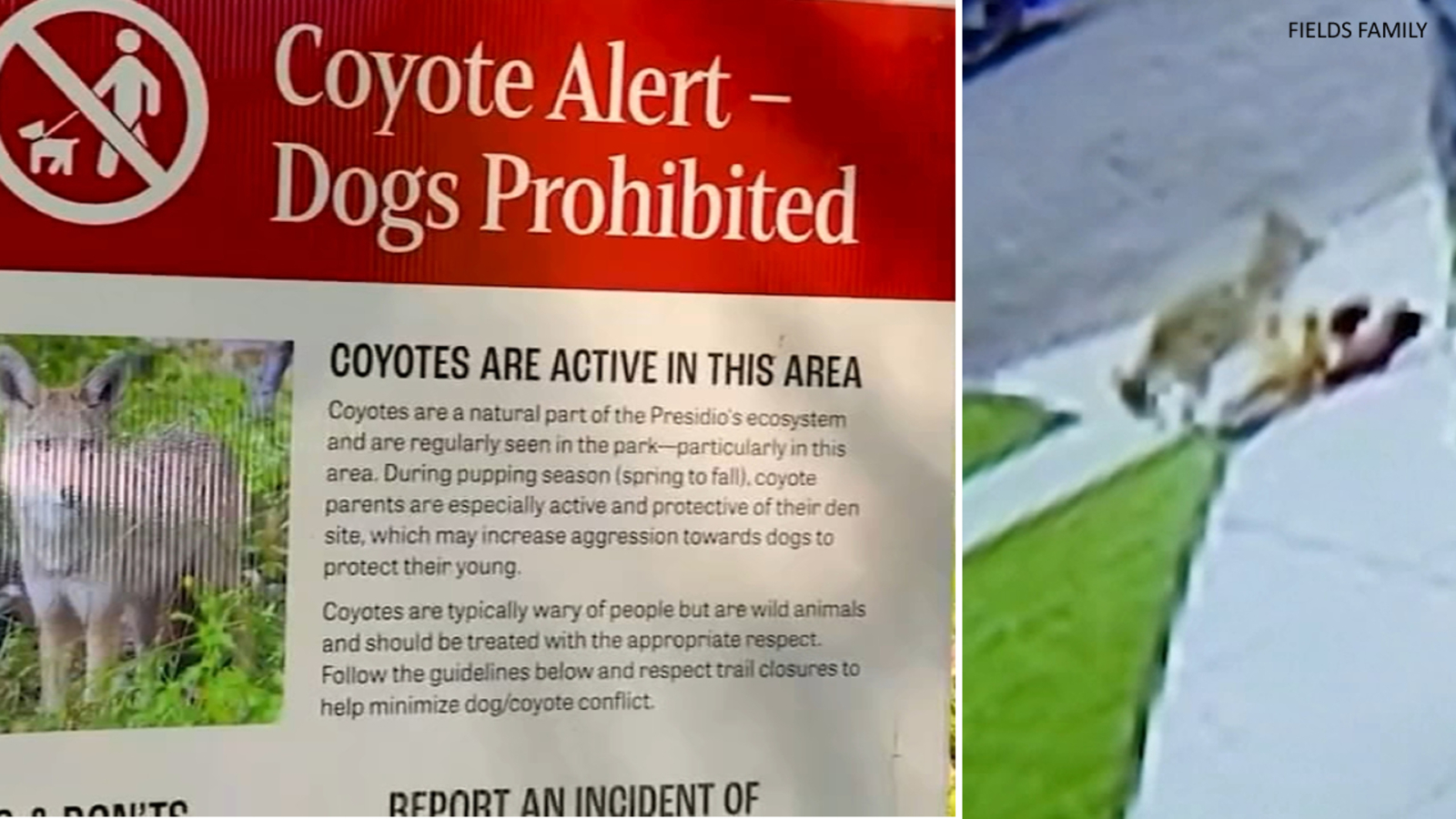 Coyote attack caught on camera near Los Angeles raises concern in Bay Area