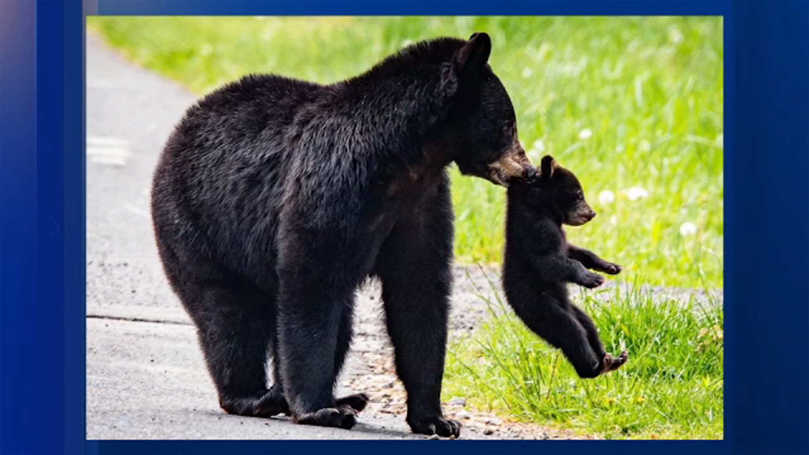 Wildlife sightings expected to rise across North Carolina this spring