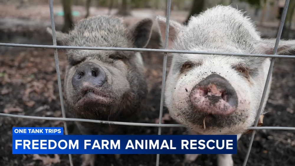 One Tank Trips: Freedom Farm gives second chances to hundreds of animals