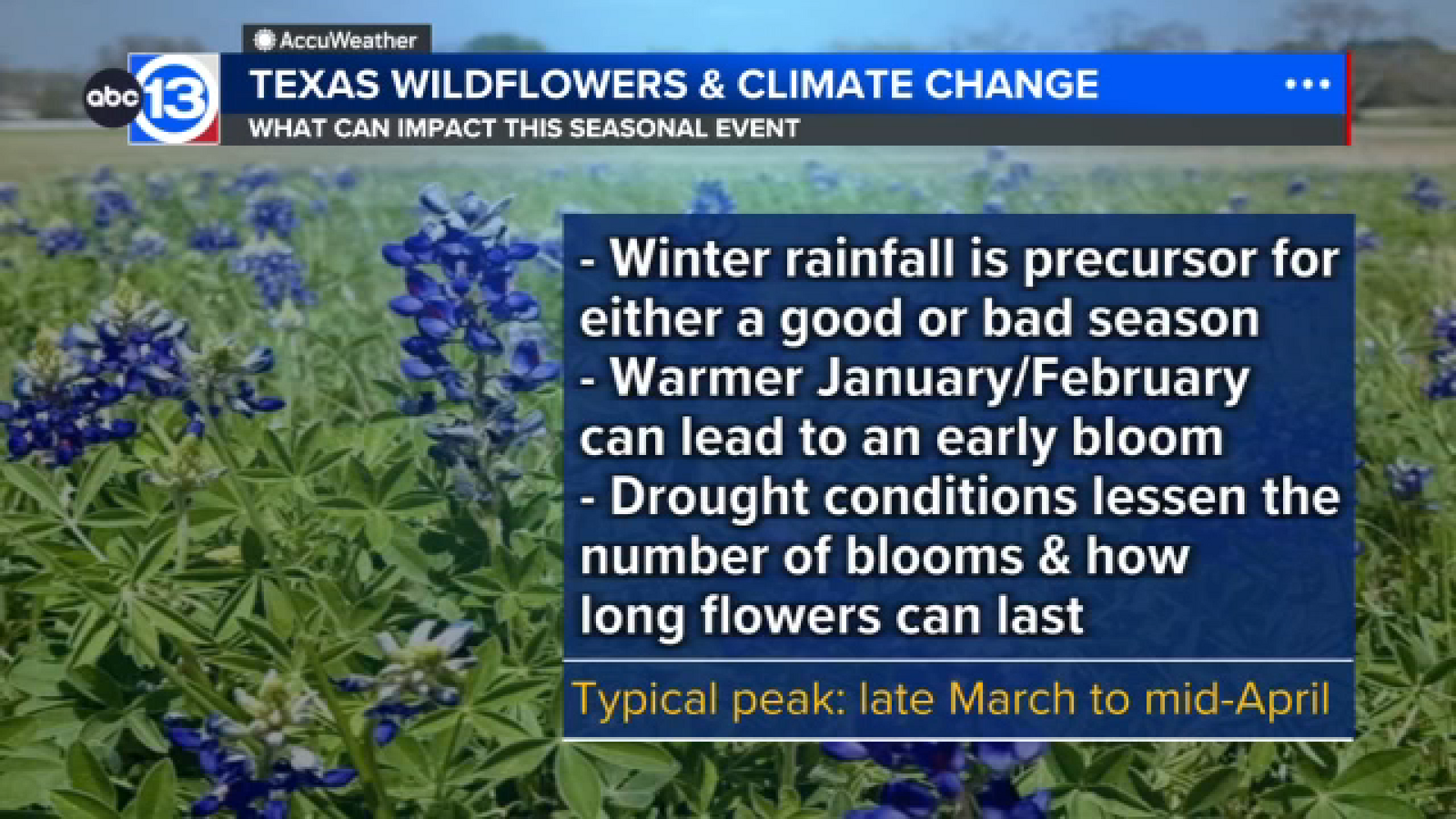 Texas wildflowers impacted by drought, leads to patchy, shorter season