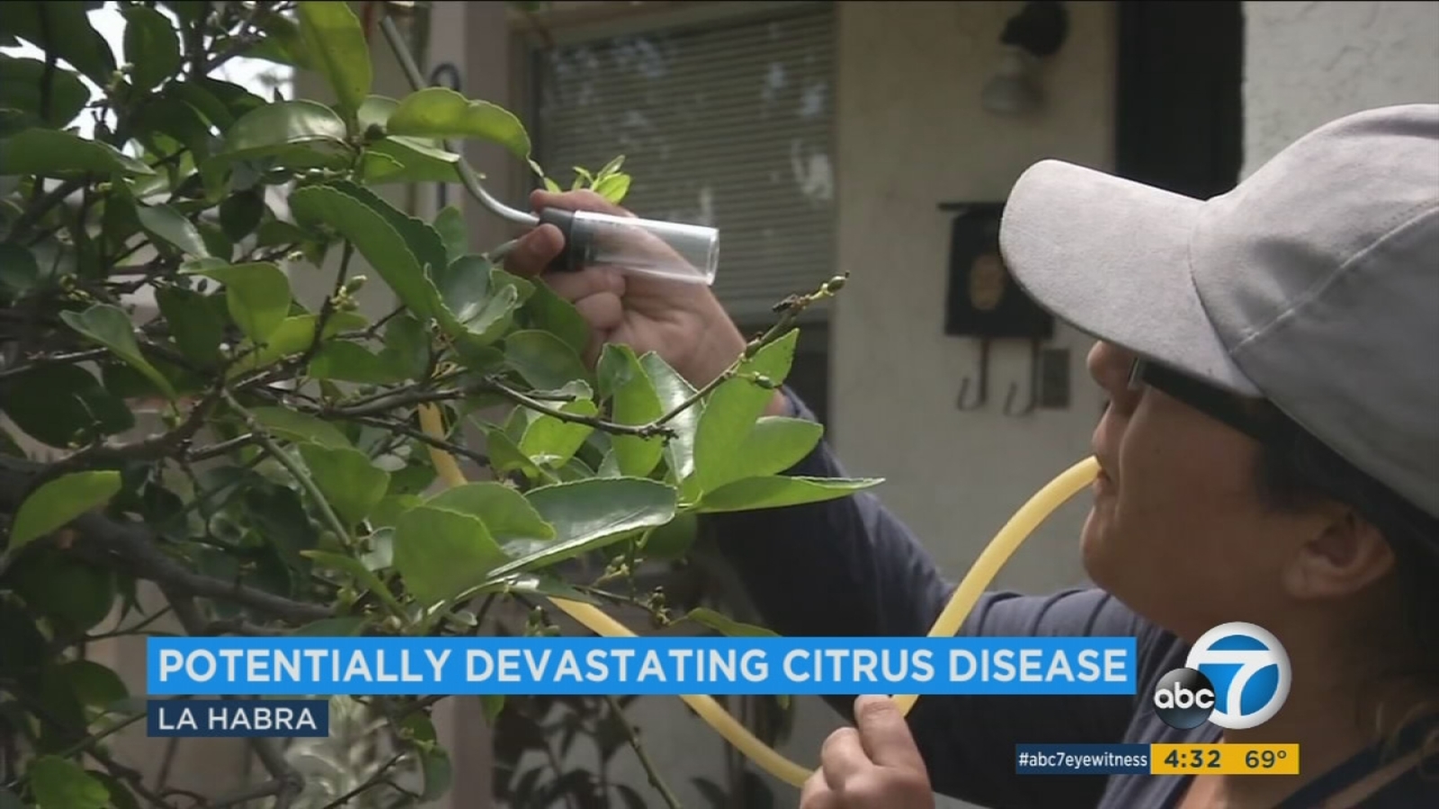 Deadly citrus disease Huanglongbing detected in La Habra ABC7 Los Angeles